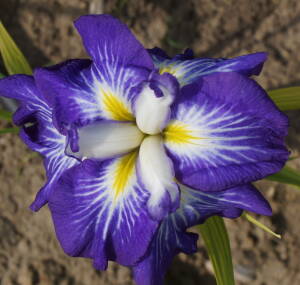 Irys mieczolistny 'Gusto' Iris ensata 'Gusto'