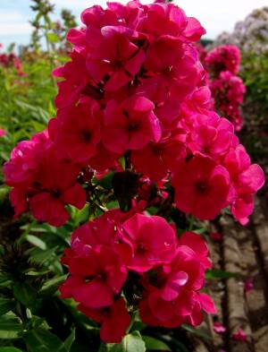 Floks wiechowaty 'Younique Red ' Phlox paniculata 'Younique Red'