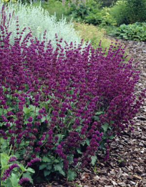 Szałwia okręgowa 'Purple Rain' Salvia verticillata 'Purple Rain'