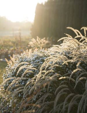 Rozplenica wschodnia 'Fairy Tails' Pennisetum orientale 'Fairy Tails'  