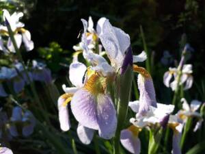 Irys syberyjski 'Wczesny Poranek' Iris sibirica 'Wczesny Poranek'