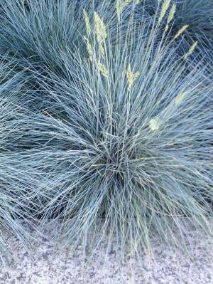 Kostrzewa sina 'Elijah Blue' Festuca glauca 'Elijah Blue' 