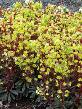 Wilczomlecz migdałolistny 'Walberton's Ruby Glow' Euphorbia amygdaloides 'Walberton's Ruby Glow'