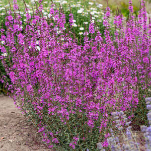 Krwawnica rózgowata 'Dropmore Purple' Lythrum virgatum 'Dropmore Purple' DOSTĘPNA PO 15 CZERWCA 2024