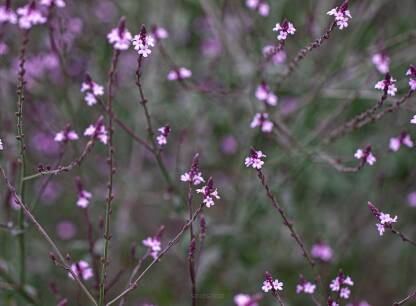 Werbena pospolita 'Bampton' Verbena officinalis 'Bampton' DOSTĘPNA PO 15 CZERWCA 2024