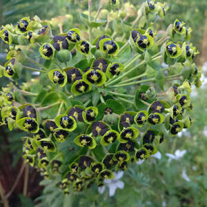Wilczomlecz  błękitnawy 'Black Pearl' Euphorbia characias 'Black Pearl'