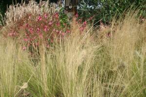 Stipa cieniutka 'Pony Tails' Stipa tennuissima 'Pony Tails' 